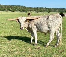 Steel Tattoo Steer