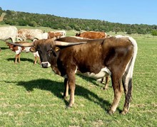 Steer #18 Miss Triss Kettle