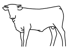Bull calf 2021 Cash Cowboy x Snazzy